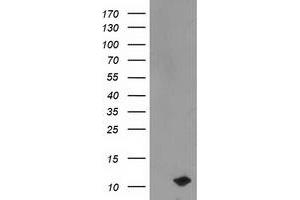Western Blotting (WB) image for anti-phosphodiesterase 6G, CGMP-Specific, Rod, gamma (PDE6G) antibody (ABIN1500095) (PDE6G Antikörper)