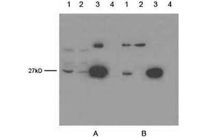 Lane 1: OFP transfecting 293 cell lysateLane 2: EGFP transfecting 293 cell lysateLane 3: 5 ng GFPuv proteinLane 4: Negative 293 cell lysate Primary antibody: A. (GFP Antikörper)