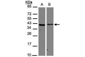 WB Image Sample(30 μg of whole cell lysate) A:H1299 B:Hep G2, 12% SDS PAGE antibody diluted at 1:1000 (AIMP1 Antikörper)