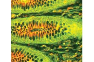 Immunohistochemistry (IHC) image for Goat anti-Human IgA (Heavy Chain) antibody (TRITC) (ABIN376760)