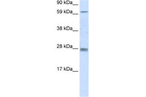 Western Blotting (WB) image for anti-Reproductive Homeobox 11 (RHOX11) antibody (ABIN2461560) (RHOX11 Antikörper)
