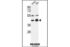 Western blot analysis of COPS3 Antibody in Jurkat, 293 cell line lysates (35ug/lane) (COPS3 Antikörper  (AA 98-130))
