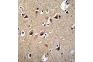 Immunohistochemistry analysis in formalin fixed and paraffin embedded human brain tissue reacted with LRTM2 Antibody (C-term) followed which was peroxidase conjugated to the secondary antibody followed by DAB staining. (LRTM2 Antikörper  (C-Term))
