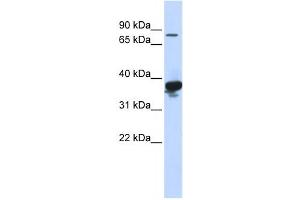 Western Blotting (WB) image for anti-LON Peptidase N-terminal Domain and Ring Finger 2 (LONRF2) antibody (ABIN2458756) (LONRF2 Antikörper)