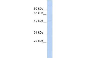 WB Suggested Anti-AIFM2 Antibody Titration:  0. (AIFM2 Antikörper  (Middle Region))