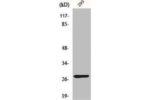 Western Blot analysis of 293 cells using MRP-L16 Polyclonal Antibody (MRPL16 Antikörper  (C-Term))