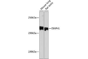 Western blot analysis of extracts of various cell lines, using DI Rabbit mAb (ABIN7266751) at 1:1000 dilution. (DIAPH1 Antikörper)