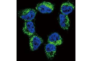 Immunofluorescence (IF) image for anti-Brain-Derived Neurotrophic Factor (BDNF) antibody (ABIN3003616) (BDNF Antikörper)