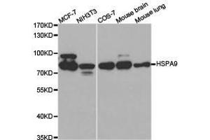 Western Blotting (WB) image for anti-Heat Shock 70kDa Protein 9 (Mortalin) (HSPA9) antibody (ABIN1873102) (HSPA9 Antikörper)
