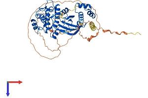 Predicted Gene 4922 (GM4922) (AA 1-497) protein (His tag)