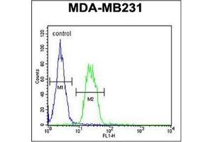 Flow Cytometry analysis of MDA-MB231 cells using S6A12 Antibody (N-term) Cat. (SLC6A12 Antikörper  (N-Term))
