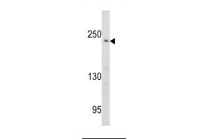 Western blot analysis of PCM-1 antibody (Center) (ABIN391696 and ABIN2841598) in Ramos cell line lysates (35 μg/lane). (PCM1 Antikörper  (AA 632-661))