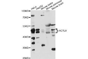 Western blot analysis of extracts of various cell lines, using ACTL8 antibody (ABIN6292769) at 1:1000 dilution. (Actin-Like 8 Antikörper)
