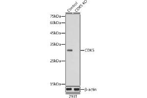 Western blot analysis of extracts from normal (control) and CDK5 knockout (KO) 293T cells, using CDK5 antibody (ABIN6129236, ABIN6138319, ABIN6138320 and ABIN6221397) at 1:1000 dilution. (CDK5 Antikörper  (AA 1-292))