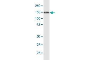 Western Blotting (WB) image for anti-Tripartite Motif Containing 33 (TRIM33) (AA 1006-1105) antibody (ABIN565640)