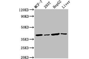 Western Blot Positive WB detected in: MCF-7 whole cell lysate, 293T whole cell lysate, HepG2 whole cell lysate, Mouse liver tissue All lanes: IBA57 antibody at 4. (IBA57 Antikörper  (AA 286-356))