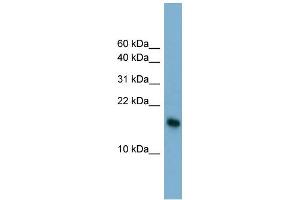 WB Suggested Anti-BATF3 Antibody Titration:  0. (BATF3 Antikörper  (N-Term))