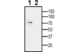 Western blot analysis of human SH-SY5Y neuroblastoma cell:1. (GPR26 Antikörper  (Intracellular))