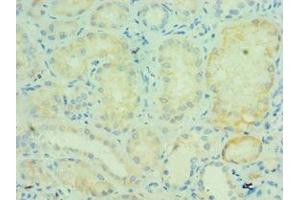 Immunohistochemistry of paraffin-embedded human kidney tissue using ABIN7172241 at dilution of 1:100 (TRAF5 Antikörper  (AA 1-300))
