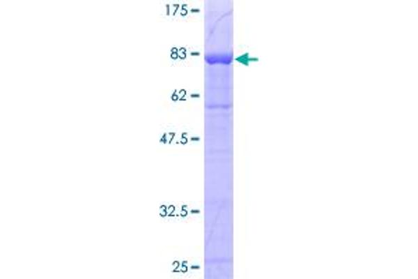 Prosaposin Protein (PSAP) (AA 1-524) (GST tag)