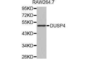 Western blot analysis of extracts of RAW264. (DUSP4 Antikörper  (AA 1-168))