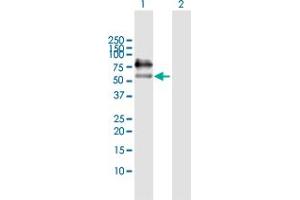 Western Blot analysis of ICAM1 expression in transfected 293T cell line by ICAM1 MaxPab polyclonal antibody. (ICAM1 Antikörper  (AA 1-532))