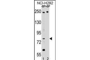 Western blot analysis of PL2 Antibody (N-term) Pab 17460a pre-incubated without(lane 1) and with(lane 2) blocking peptide in NCI- cell line lysate. (APPL2 Antikörper  (N-Term))