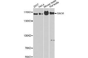 Western blot analysis of extracts of various cell lines, using BAG6 antibody (ABIN1875430) at 1:1000 dilution. (BAT3 Antikörper)