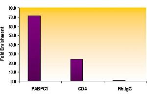 Histone H3 monomethyl Lys79 antibody tested by ChIP analysis. (Histone 3 Antikörper  (meLys79))