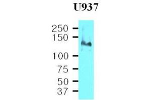 Cell lysates of U937(40 ug) were resolved by SDS-PAGE, transferred to nitrocellulose membrane and probed with anti-human CD29 (1:500). (ITGB1 Antikörper  (AA 34-141))