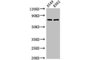 Western Blot Positive WB detected in: A549 whole cell lysate, K562 whole cell lysate All lanes: POLH antibody at 2. (POLH Antikörper  (AA 408-609))