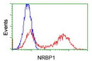 Flow Cytometry (FACS) image for anti-Nuclear Receptor Binding Protein 1 (NRBP1) antibody (ABIN1499828) (NRBP1 Antikörper)