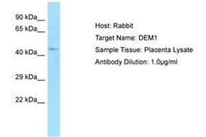 Image no. 1 for anti-Exonuclease 5 (EXO5) (AA 202-251) antibody (ABIN6750050) (EXO5 Antikörper  (AA 202-251))