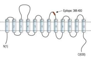 Solute Carrier Family 6 (Neurotransmitter Transporter, serotonin), Member 4 (SLC6A4) peptide