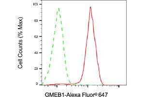 Flow cytometric analysis of GMEB1 expression in HAP-1 cells using GMEB1 antibody (ABIN7798728), 1:2,000). (Rekombinanter GMEB1 Antikörper)