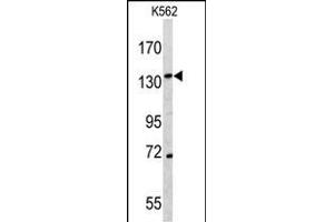 Western blot analysis of C antibody (N-term) (ABIN391501 and ABIN2841466) in K562 cell line lysates (35 μg/lane). (CD163 Antikörper  (N-Term))