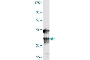 Western Blot detection against Immunogen (36. (IL1A Antikörper  (AA 172-271))