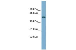 WB Suggested Anti-MFRP Antibody Titration:  0.