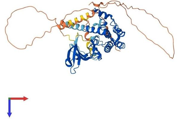 CAMK4 Protein (AA 1-473) (His tag)