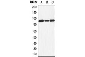 Western blot analysis of Dishevelled 3 expression in HEK293T (A), Raw264. (DVL3 Antikörper  (Center))