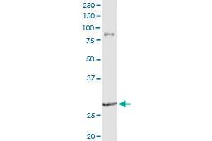 Western Blotting (WB) image for anti-C-Type Lectin Domain Family 9, Member A (CLEC9A) (AA 1-241) antibody (ABIN950110)