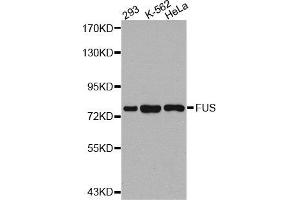 Western Blotting (WB) image for anti-Fused in Sarcoma (FUS) antibody (ABIN1876950) (FUS Antikörper)