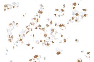 Immunocytochemistry (ICC) image for anti-MutL Homolog 1 (MLH1) (AA 450-500) antibody (ABIN7455102) (Rekombinanter MLH1 Antikörper  (AA 450-500))