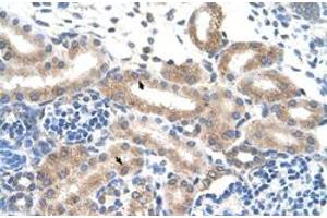 Immunohistochemical staining (Formalin-fixed paraffin-embedded sections) of human kidney with FAM174B polyclonal antibody  at 4-8 ug/mL working concentration. (FAM174B Antikörper  (N-Term))