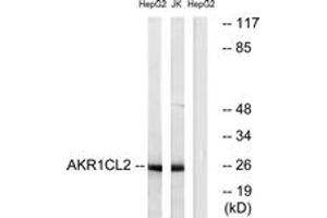 Western blot analysis of extracts from HepG2/Jurkat cells, using AKR1CL2 Antibody.