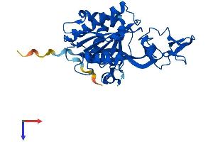 Aminoacylase 3 Protein (ACY3) (AA 1-319) (His tag)