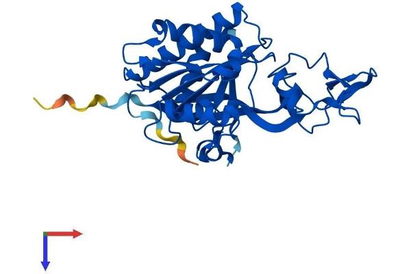 Aminoacylase 3 Protein (ACY3) (AA 1-319) (His tag)