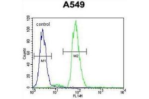 Flow cytometric analysis of A549 cells using  RAD17 Antibody  (right histogram) compared to a negative control cell (left histogram).