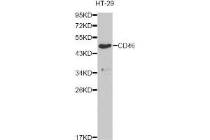 Western blot analysis of extracts of HT-29 cells, using CD46 antibody (ABIN6293305) at 1:1000 dilution. (CD46 Antikörper)