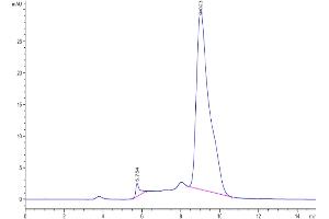 The purity of Human Fc epsilon RI alpha/FCER1a is greater than 95 % as determined by SEC-HPLC. (Fc epsilon RI/FCER1A Protein (AA 26-205) (His tag))
